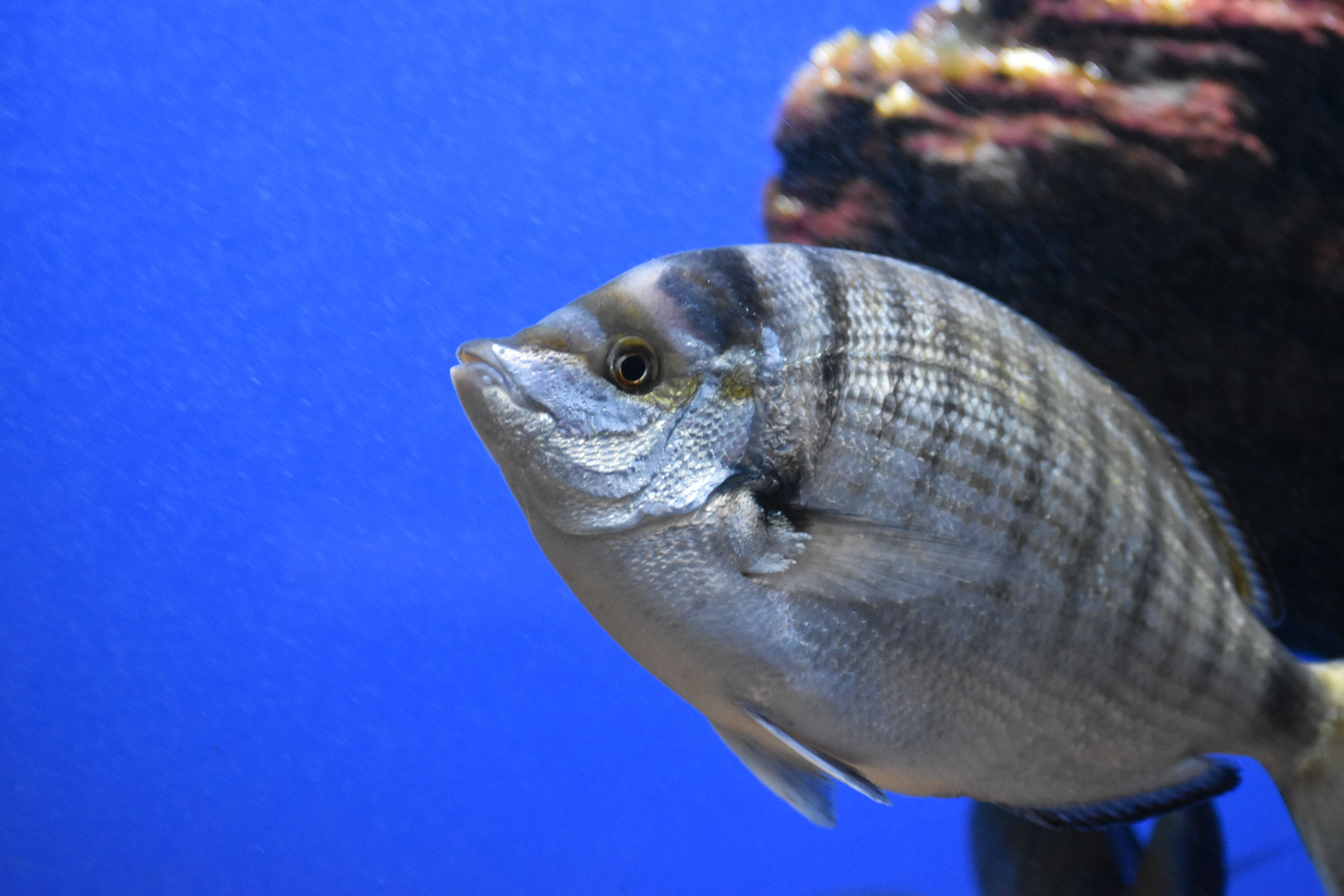 Image of Porgy