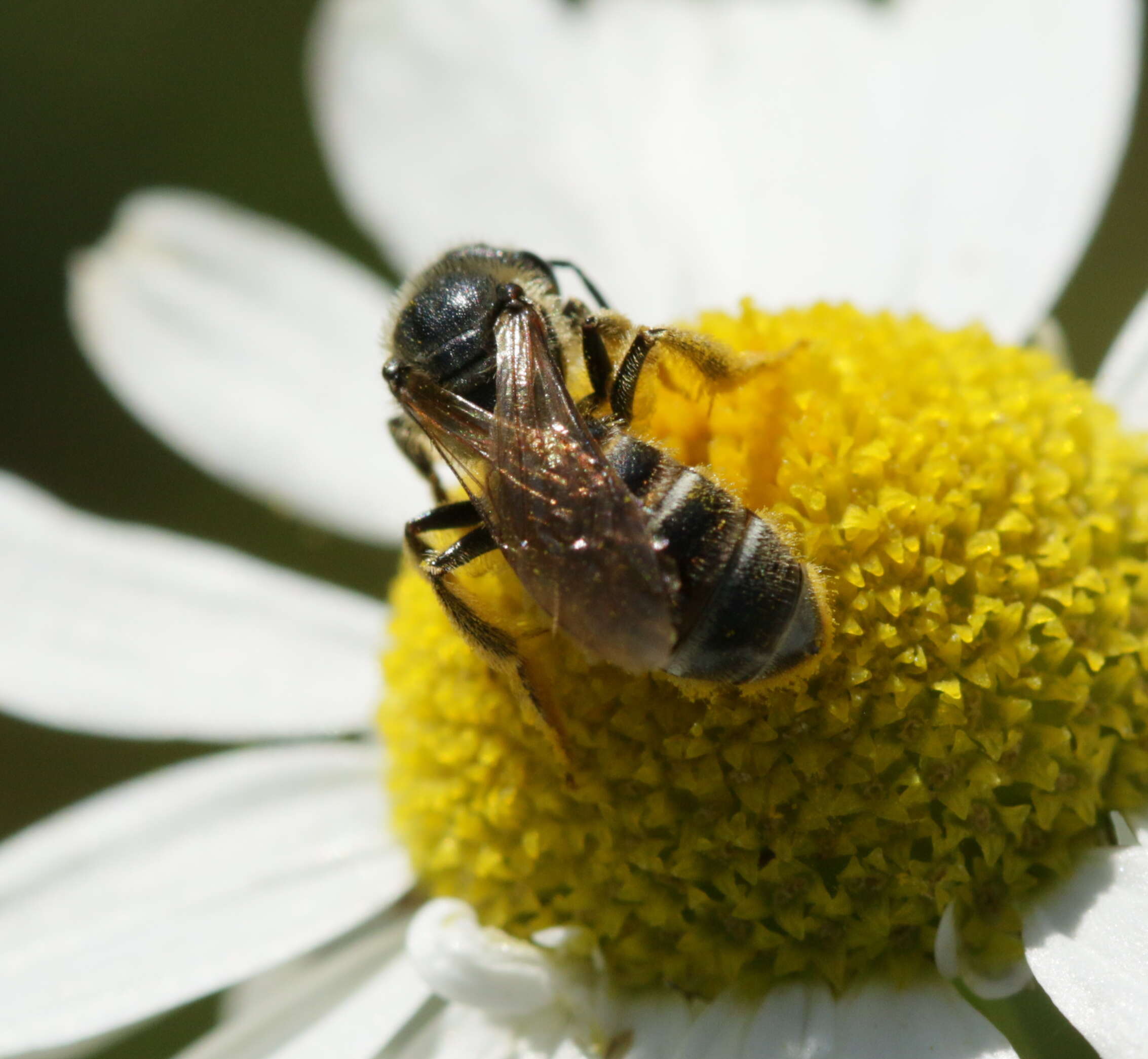 Plancia ëd Lasioglossum calceatum (Scopoli 1763)