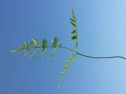 Image of scented oakfern