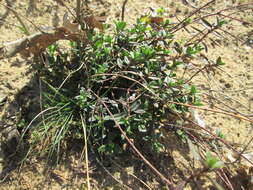 Image of breckland thyme