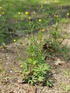 Image of Goldilocks Buttercup