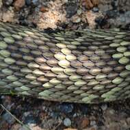 Image of Blacktail Rattlesnake