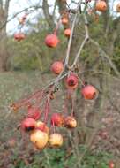 Image of Siberian crab apple