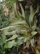 Image of Vriesea pardalina Mez