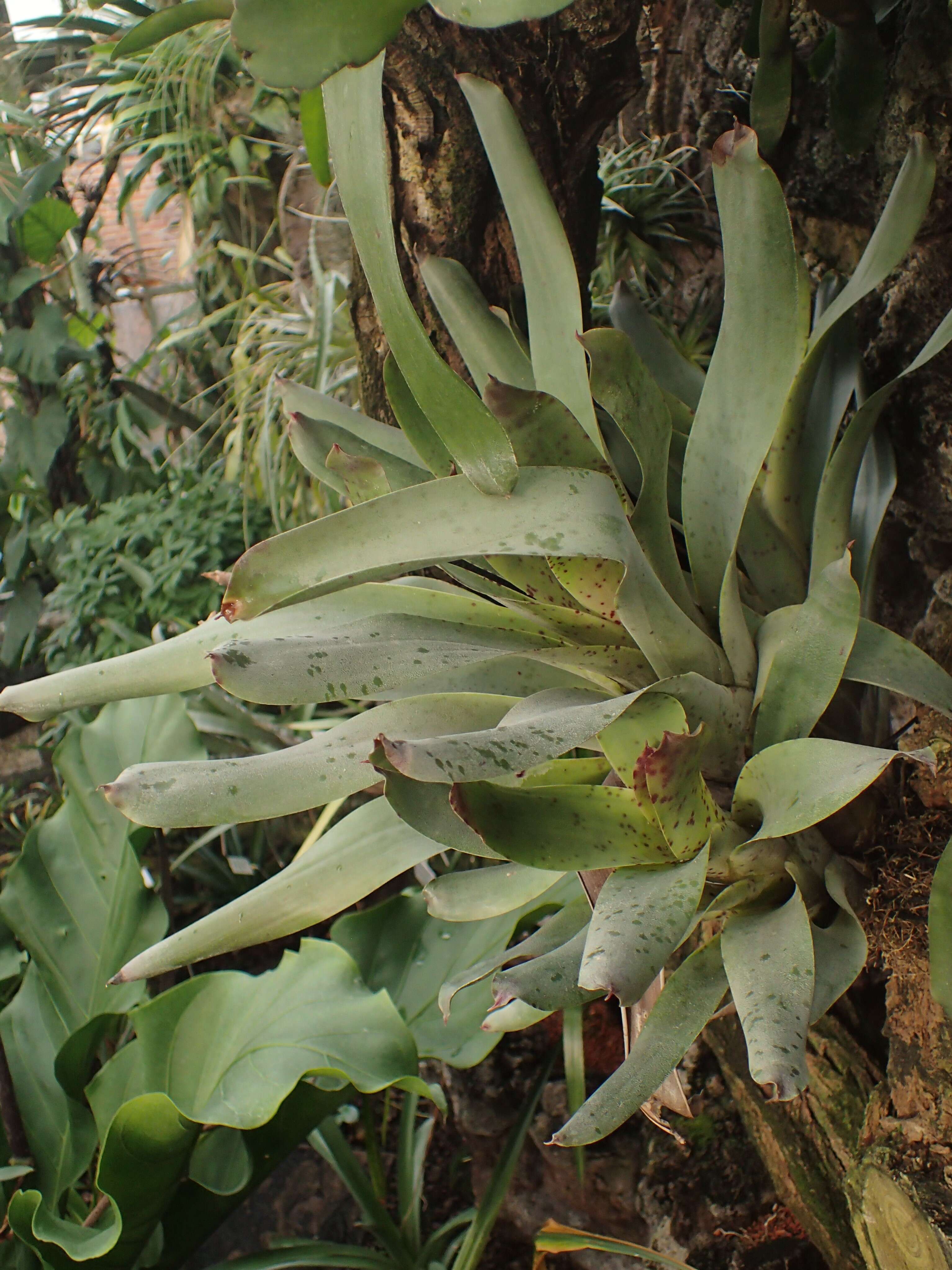 Image of Vriesea pardalina Mez