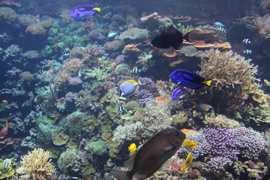 Image of Blue Surgeonfish