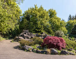 Image of Japanese maple