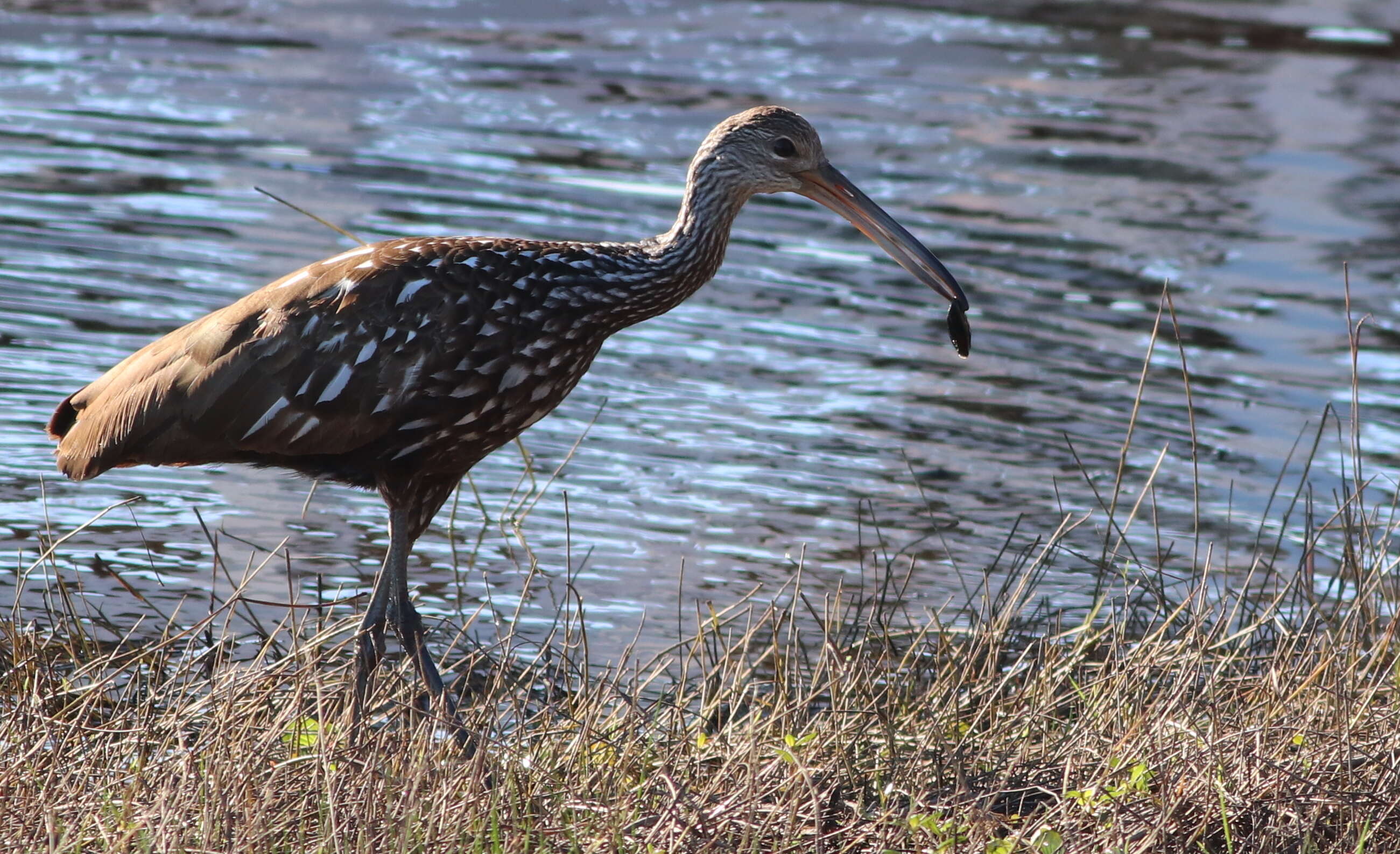 Image of limpkins