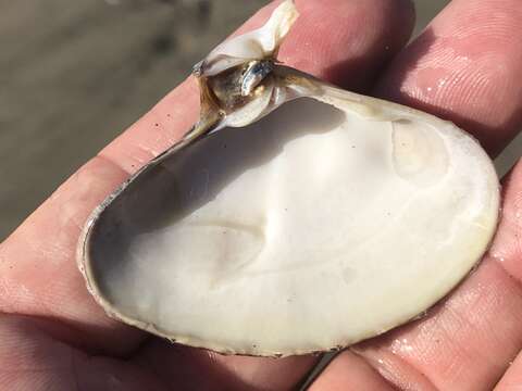 Image of Pismo clam