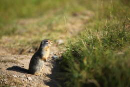 Image of Columbian ground squirrel