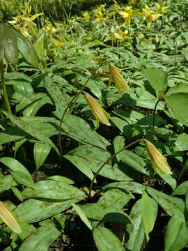 Imagem de Erythronium americanum Ker Gawl.