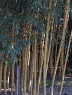 Image of sulphur bamboo