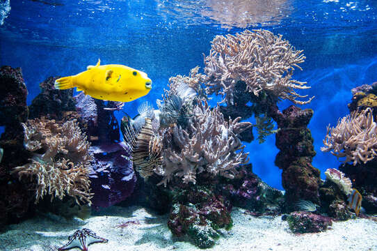 Image of Black Spotted Blow Fish