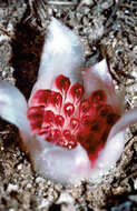 Image of Rhizanthella johnstonii