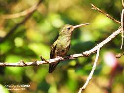 Image of Gilded Hummingbird