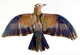 Image of Purple Roller