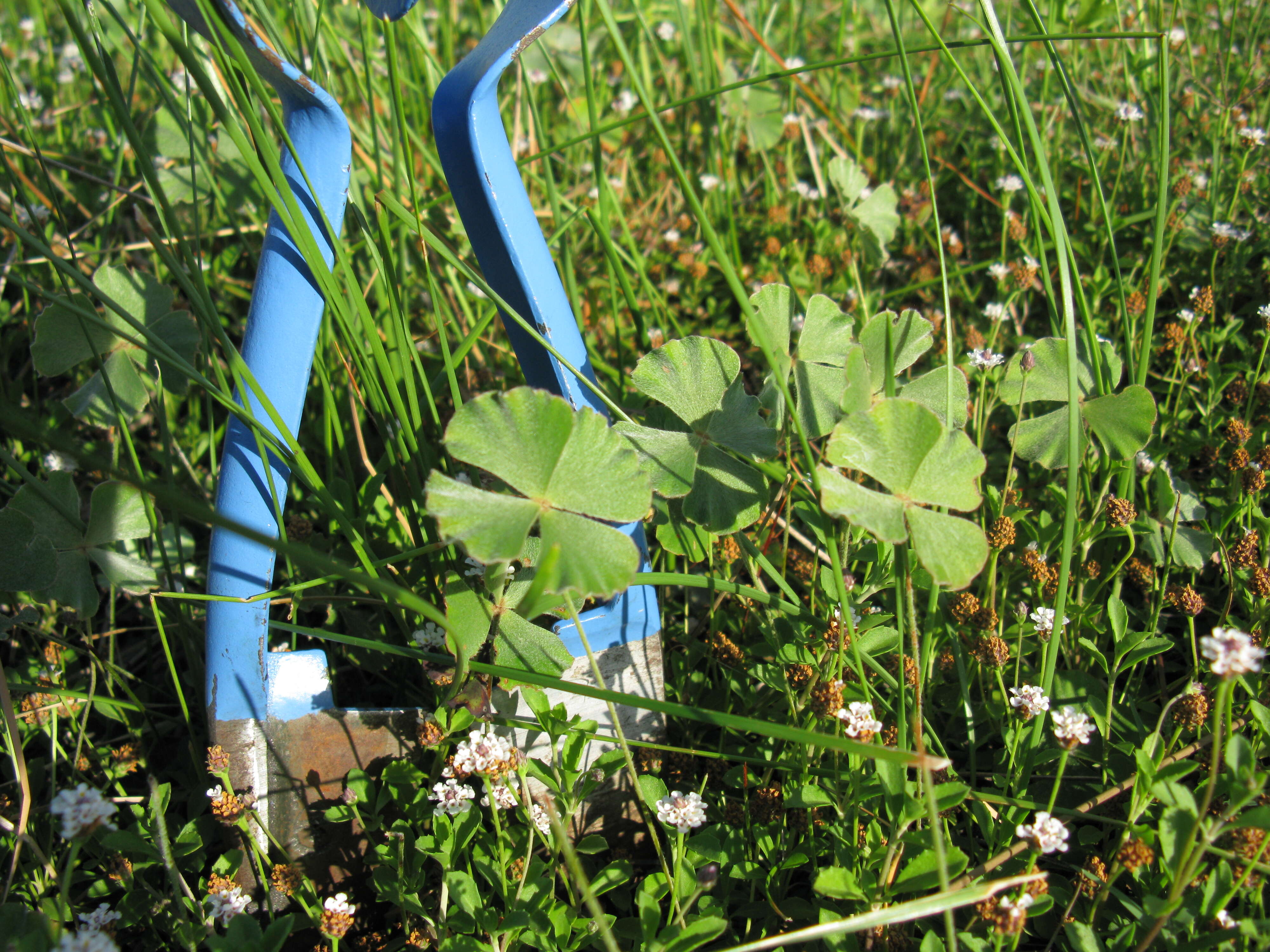 Plancia ëd Marsilea drummondii A. Br.