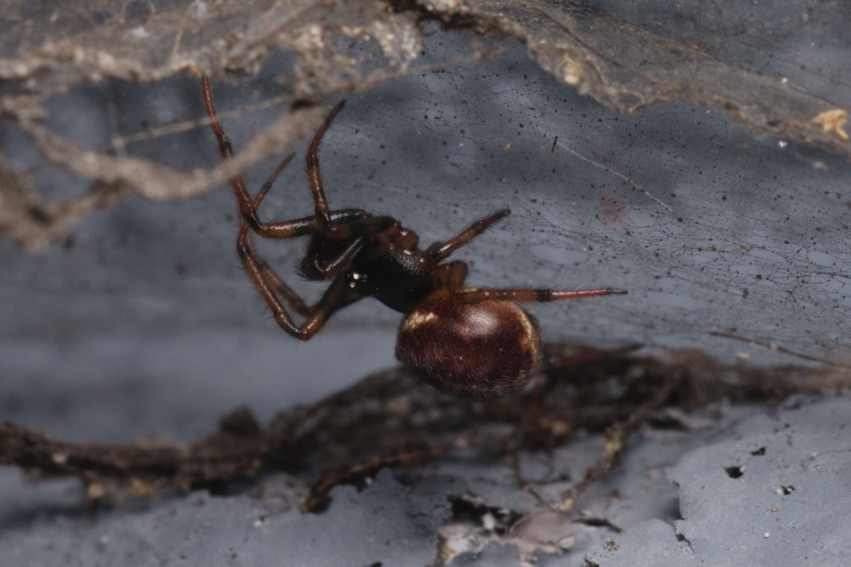 Image of False widow