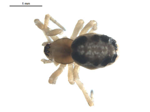 Image of Enoplognatha caricis (Fickert 1876)