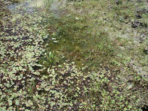 Imagem de Marsilea drummondii A. Br.