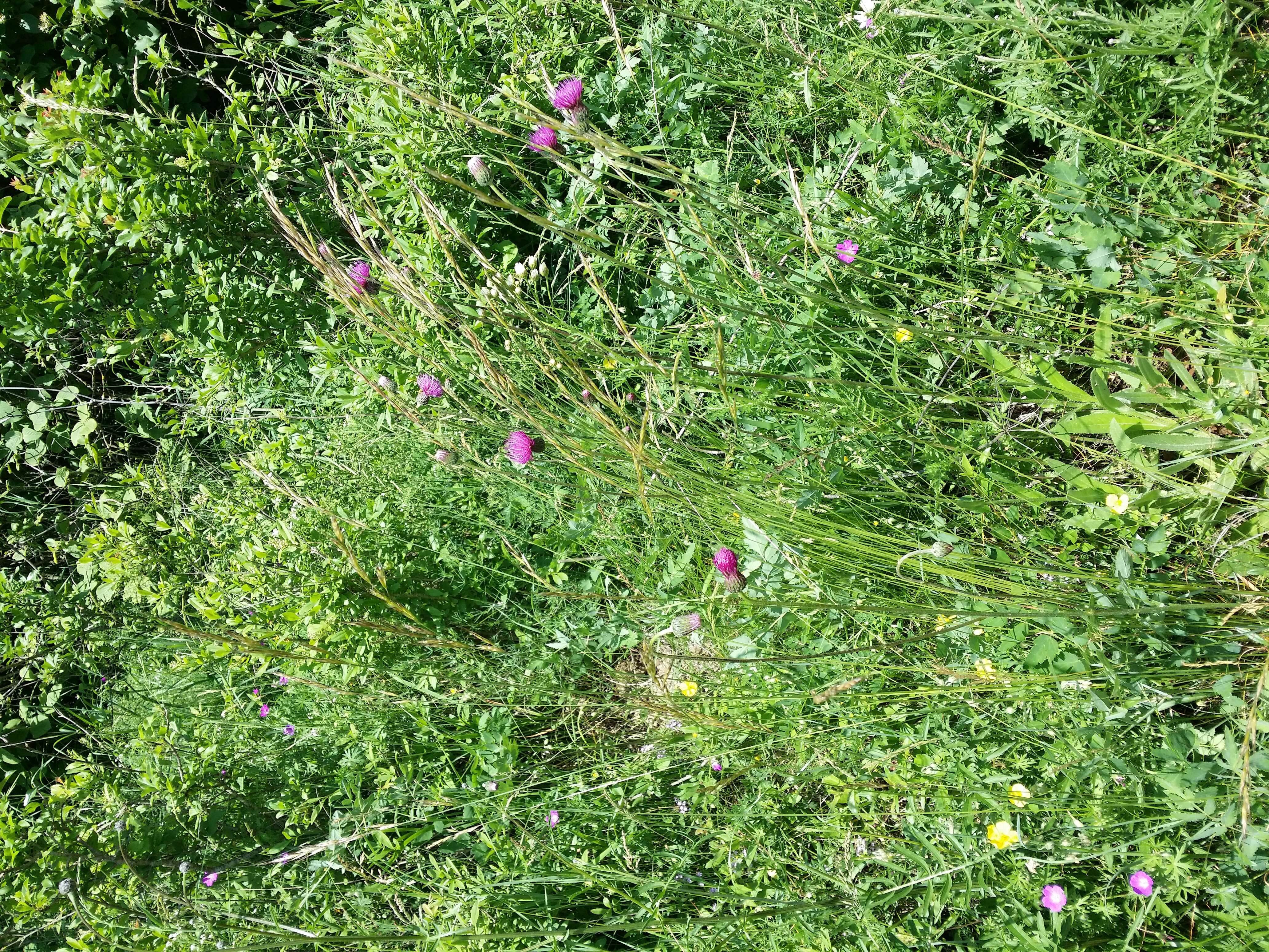 Plancia ëd Helictochloa pratensis (L.) Romero Zarco