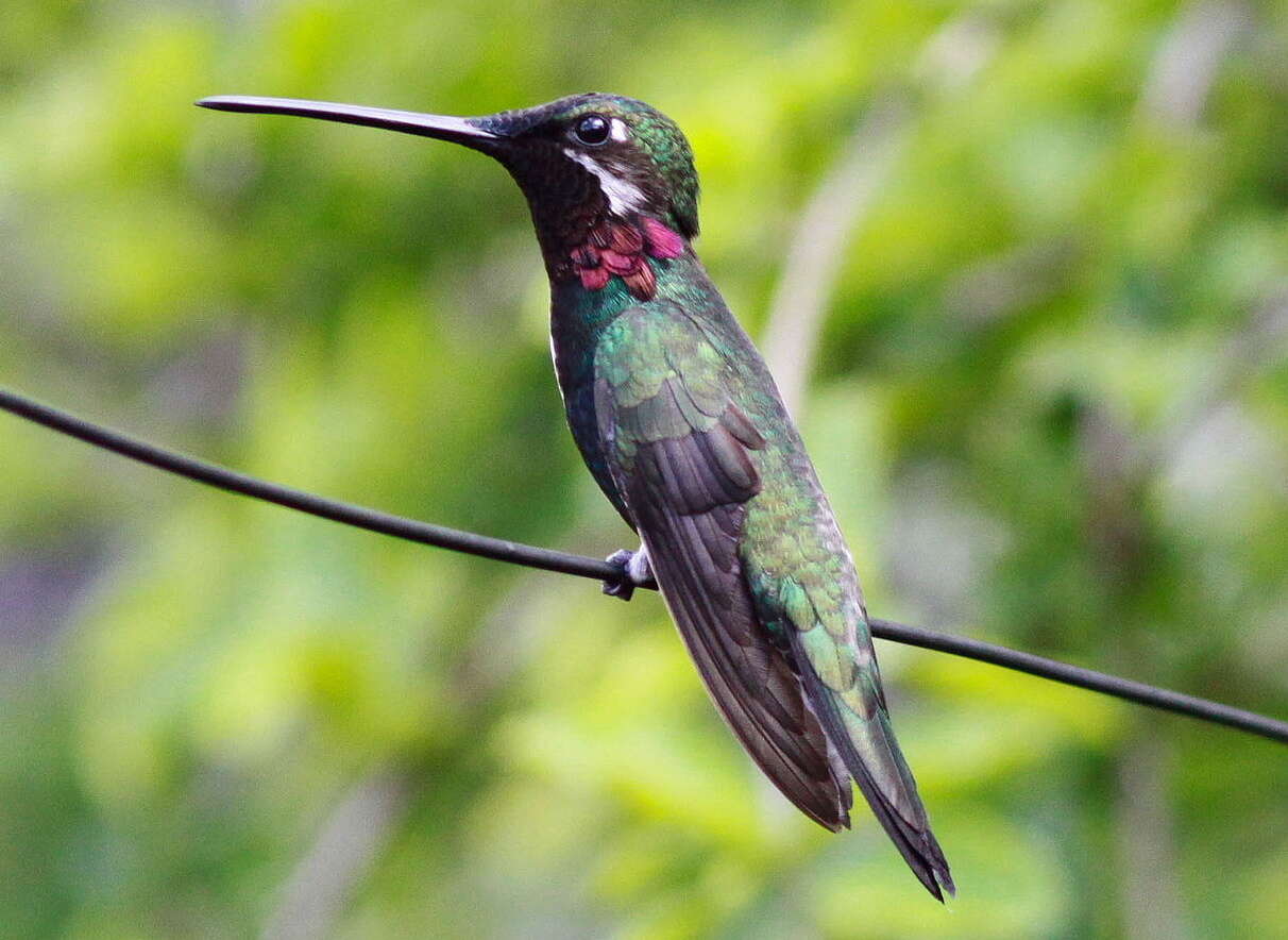 Image of Stripe-breasted Starthroat