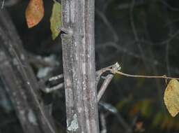 Image de Grewia flavescens Juss.