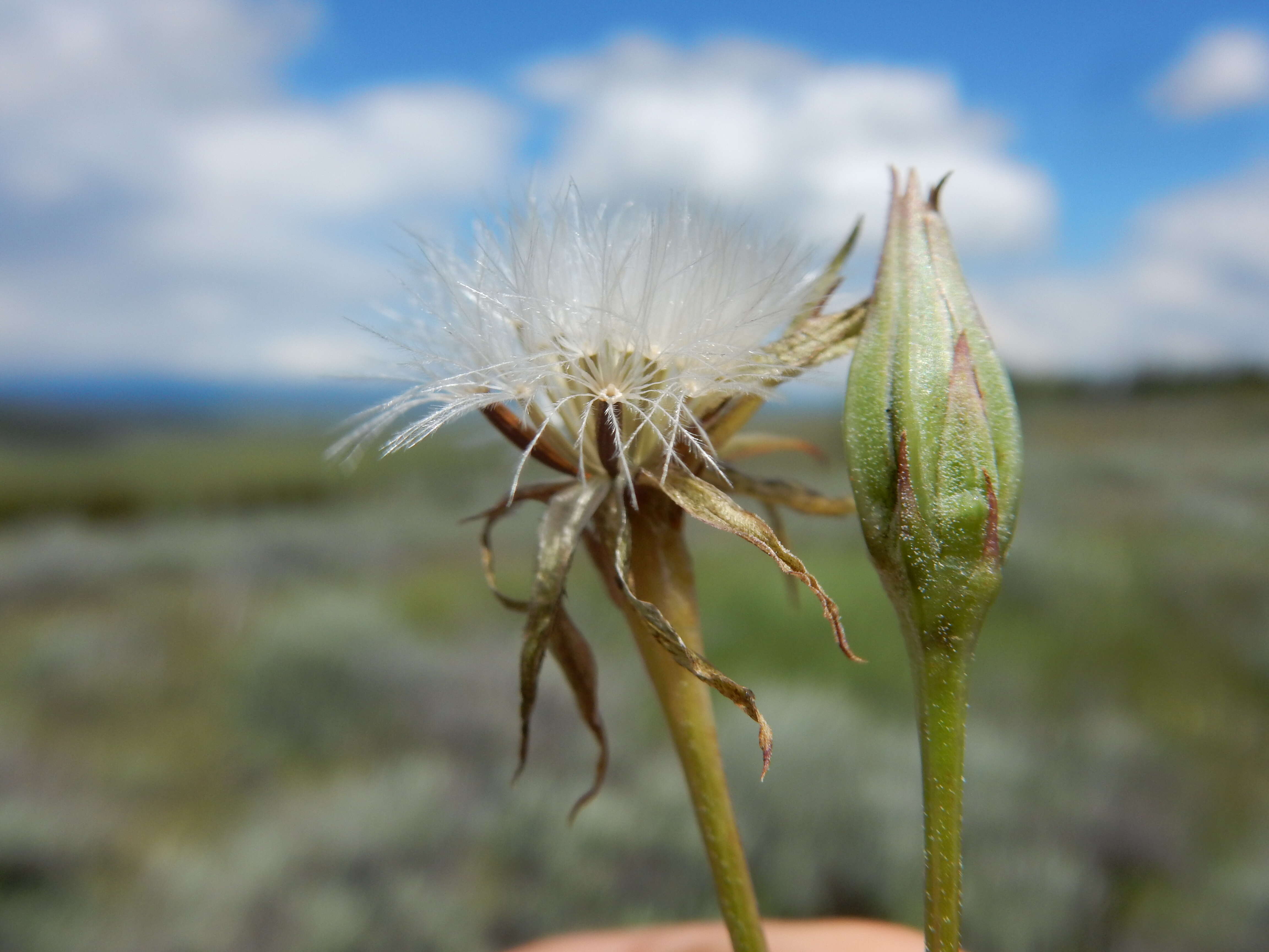 Image of nodding microseris