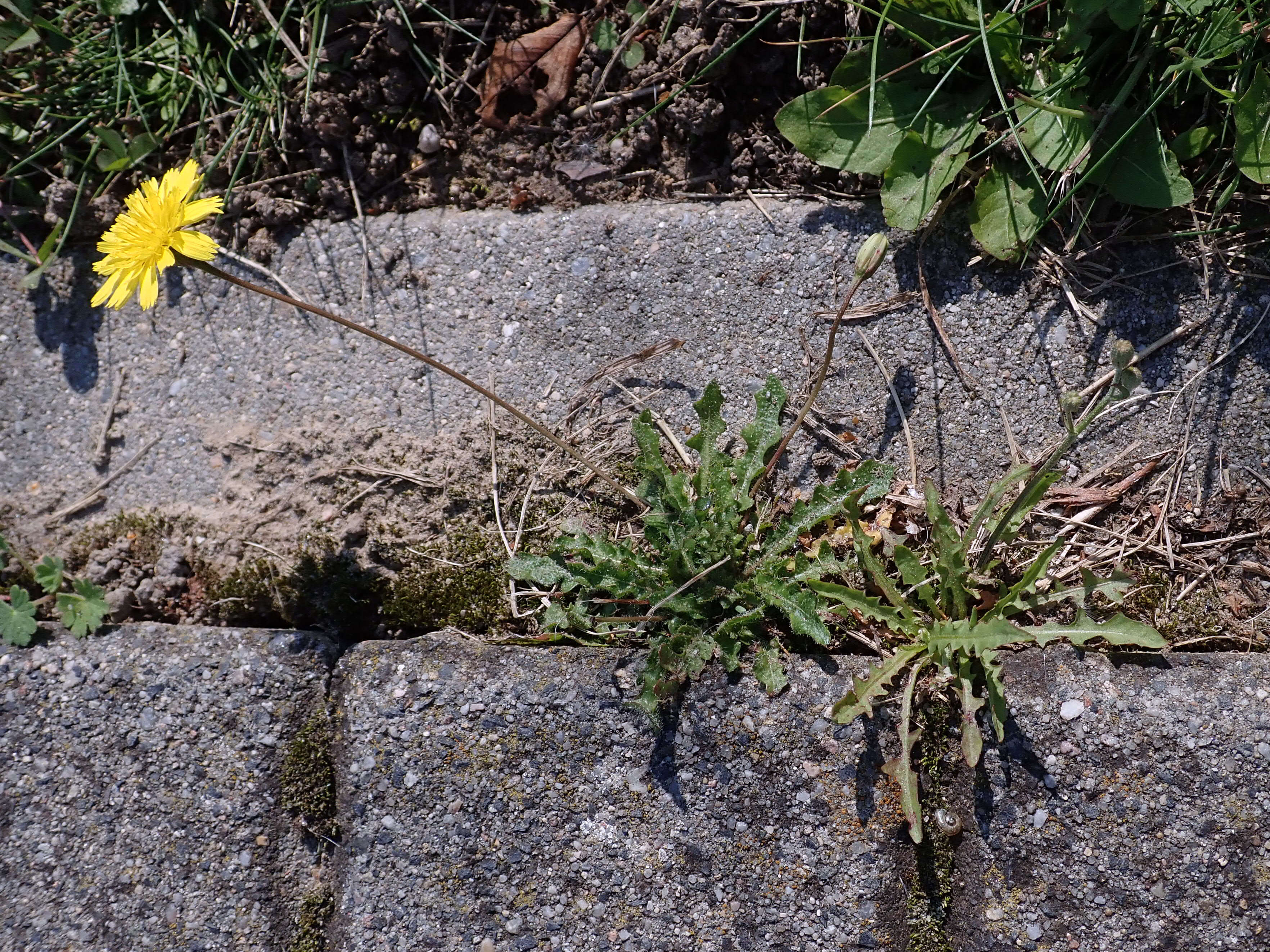 Image of lesser hawkbit