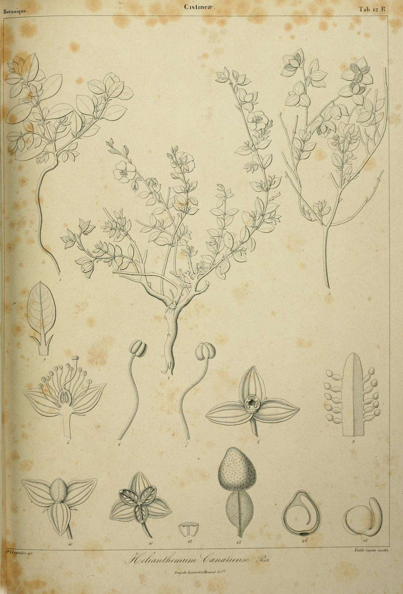 Image of Helianthemum canariense (Jacq.) Pers.