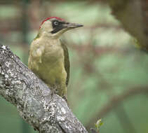 Image of Eurasian Green Woodpecker