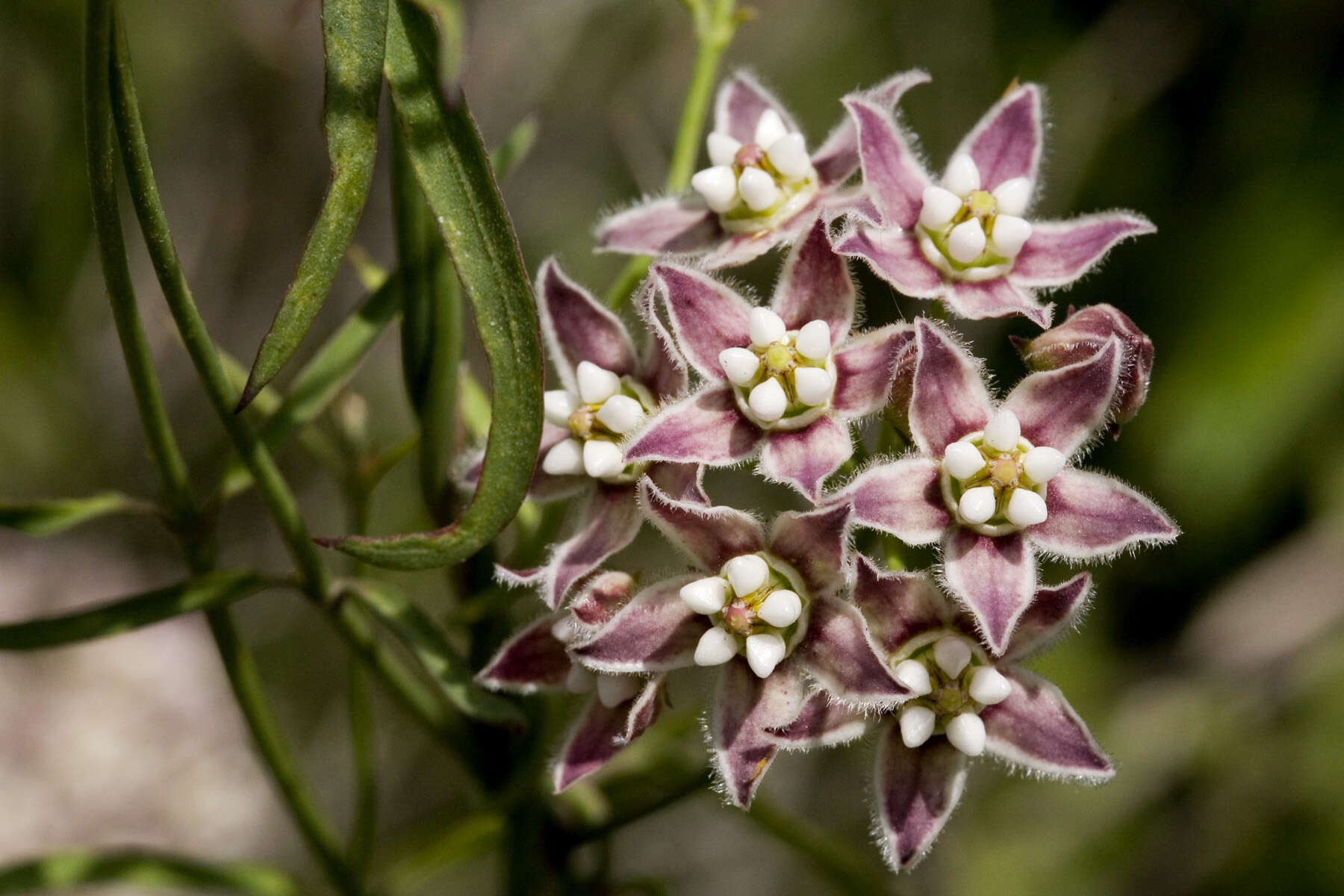 Imagem de Funastrum cynanchoides (Decne.) Schltr.