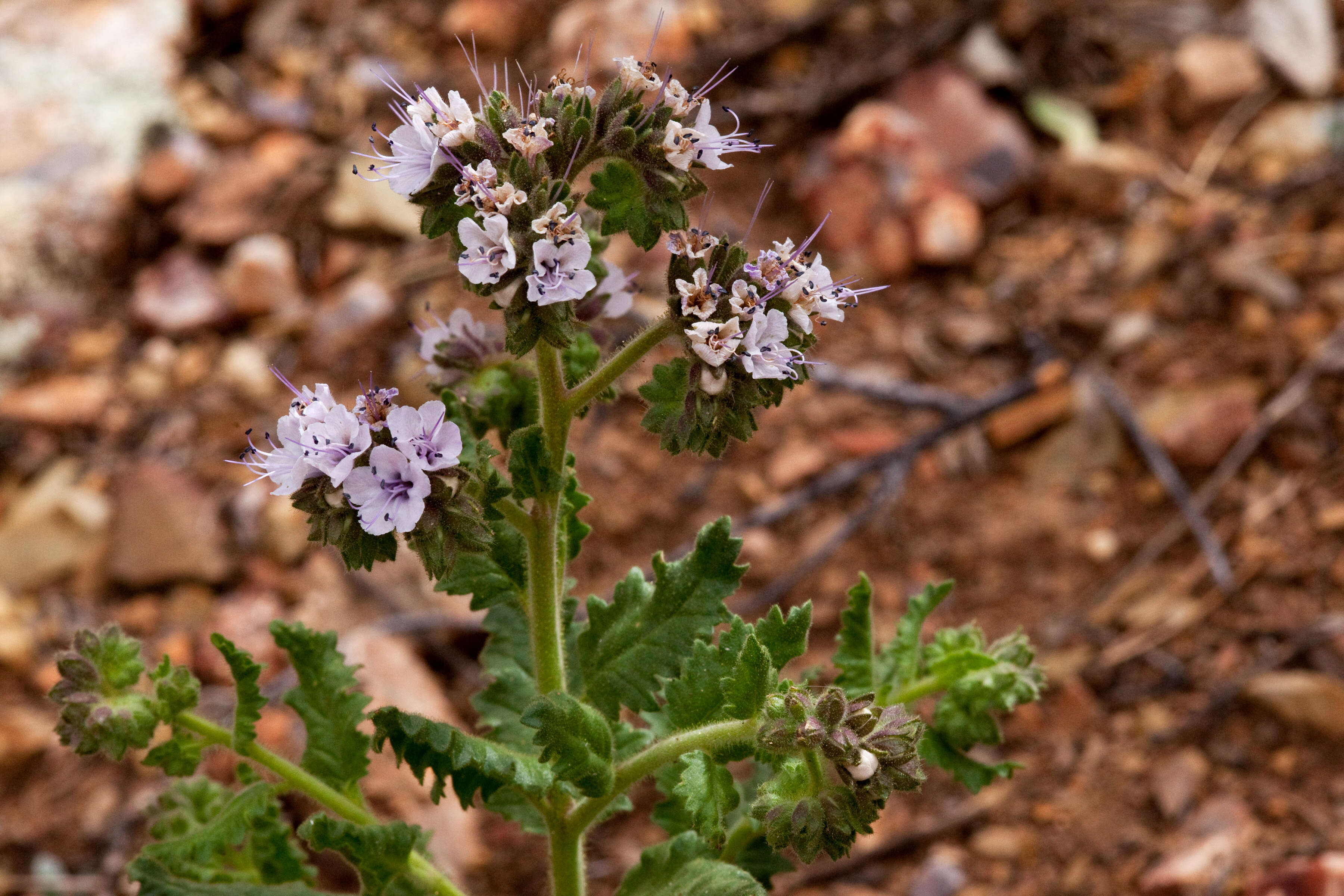 Image of scorpionweed