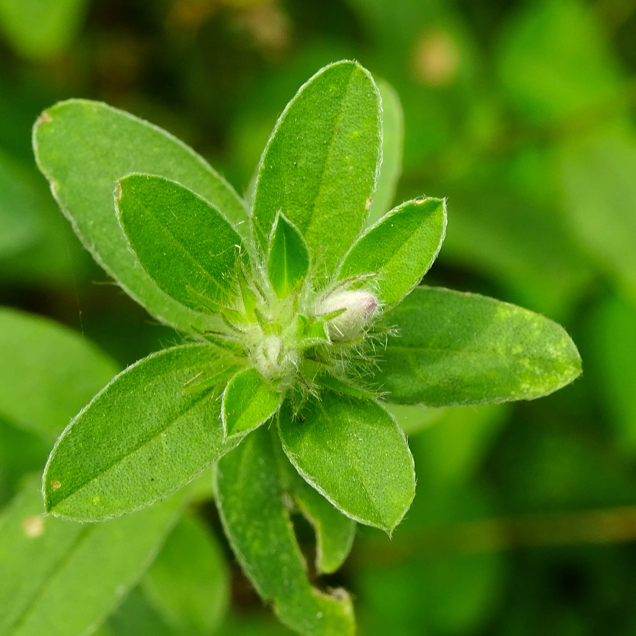 Image of Brazilian dwarf morning-glory