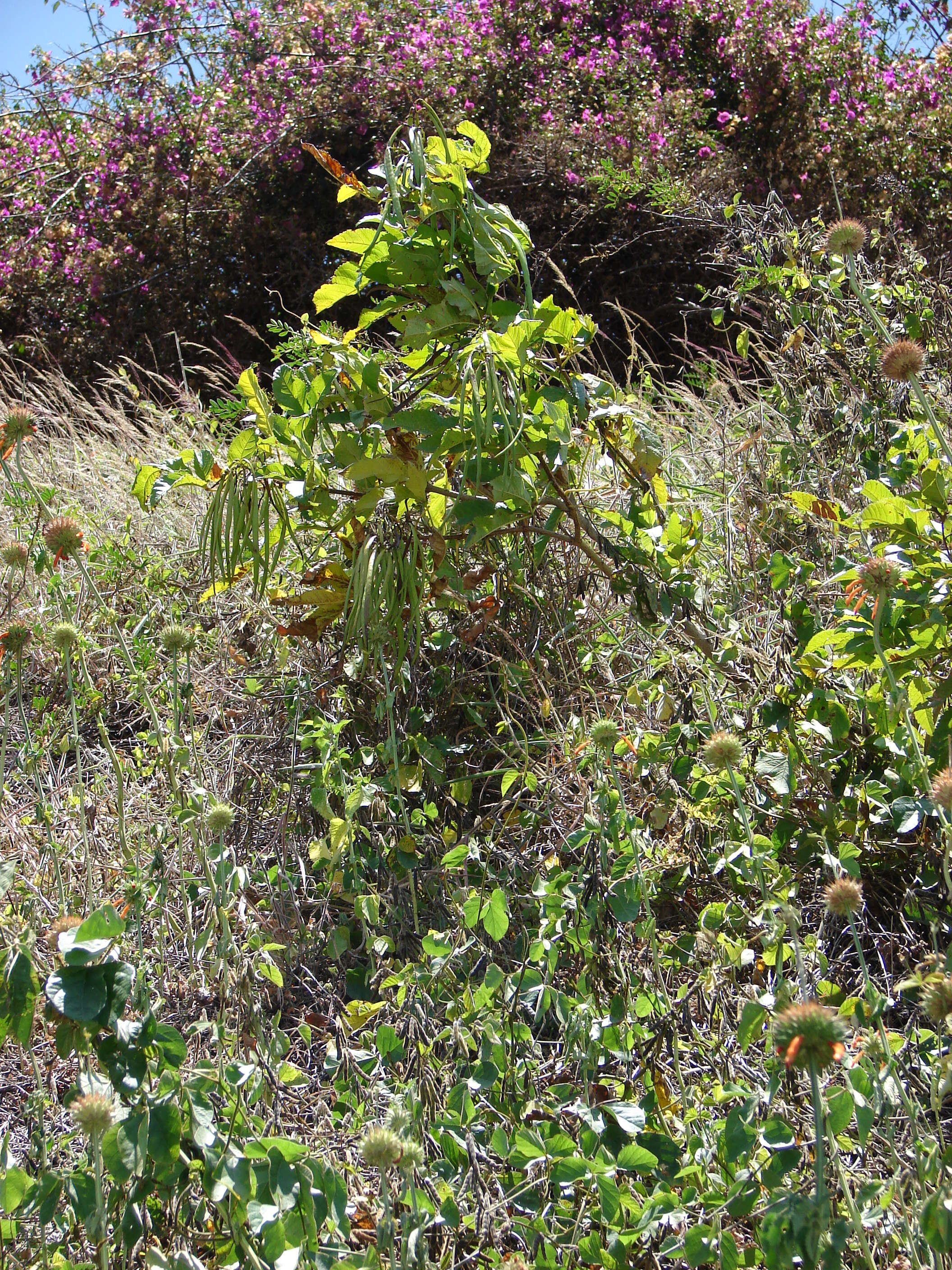 Image of Yellow bells