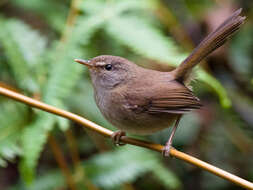 Image of Sunda Bush Warbler