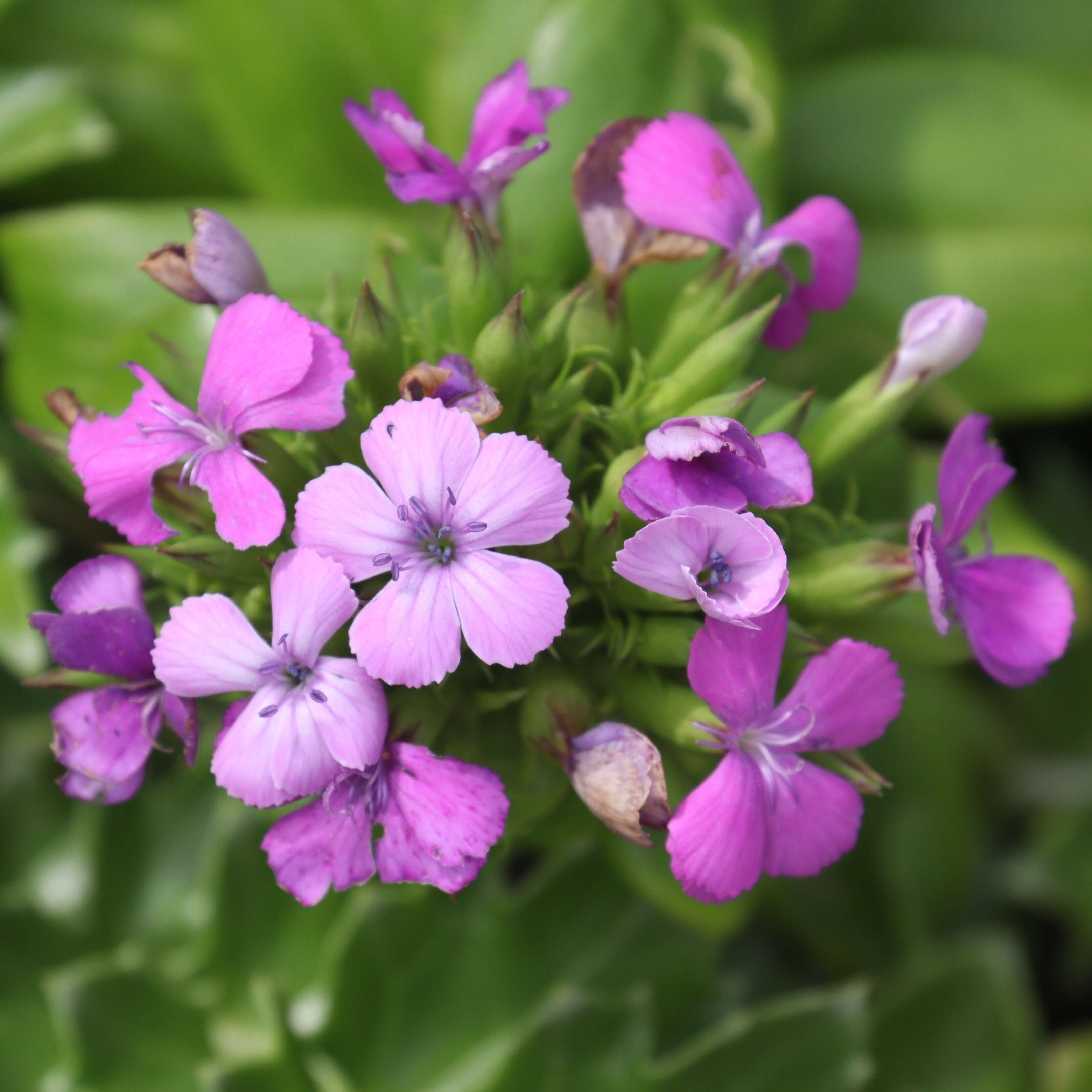 Image of Dianthus japonicus C. P. Thunb. ex A. Murray