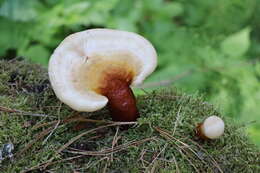 Image of lingzhi mushroom