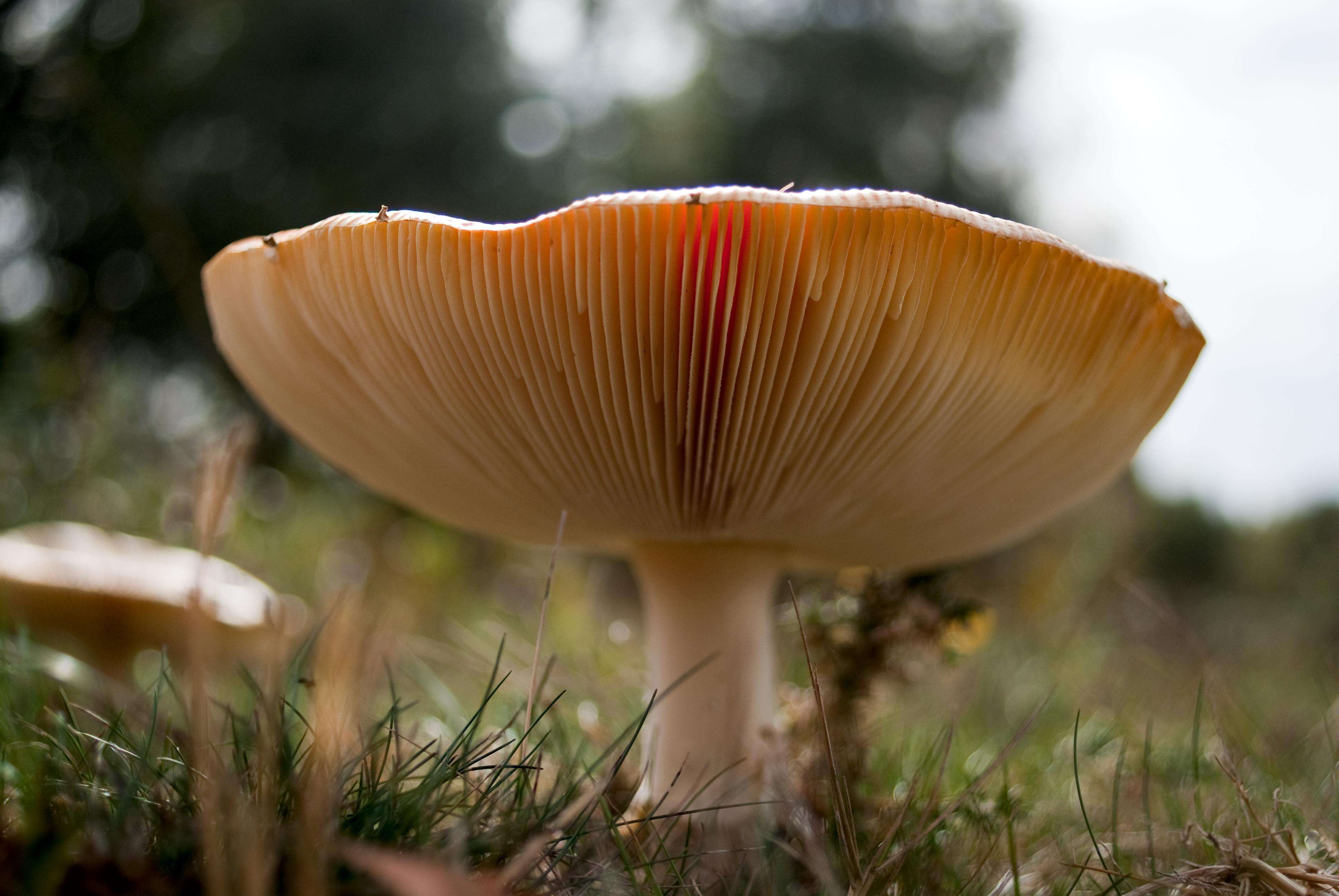 Image of Fly agaric