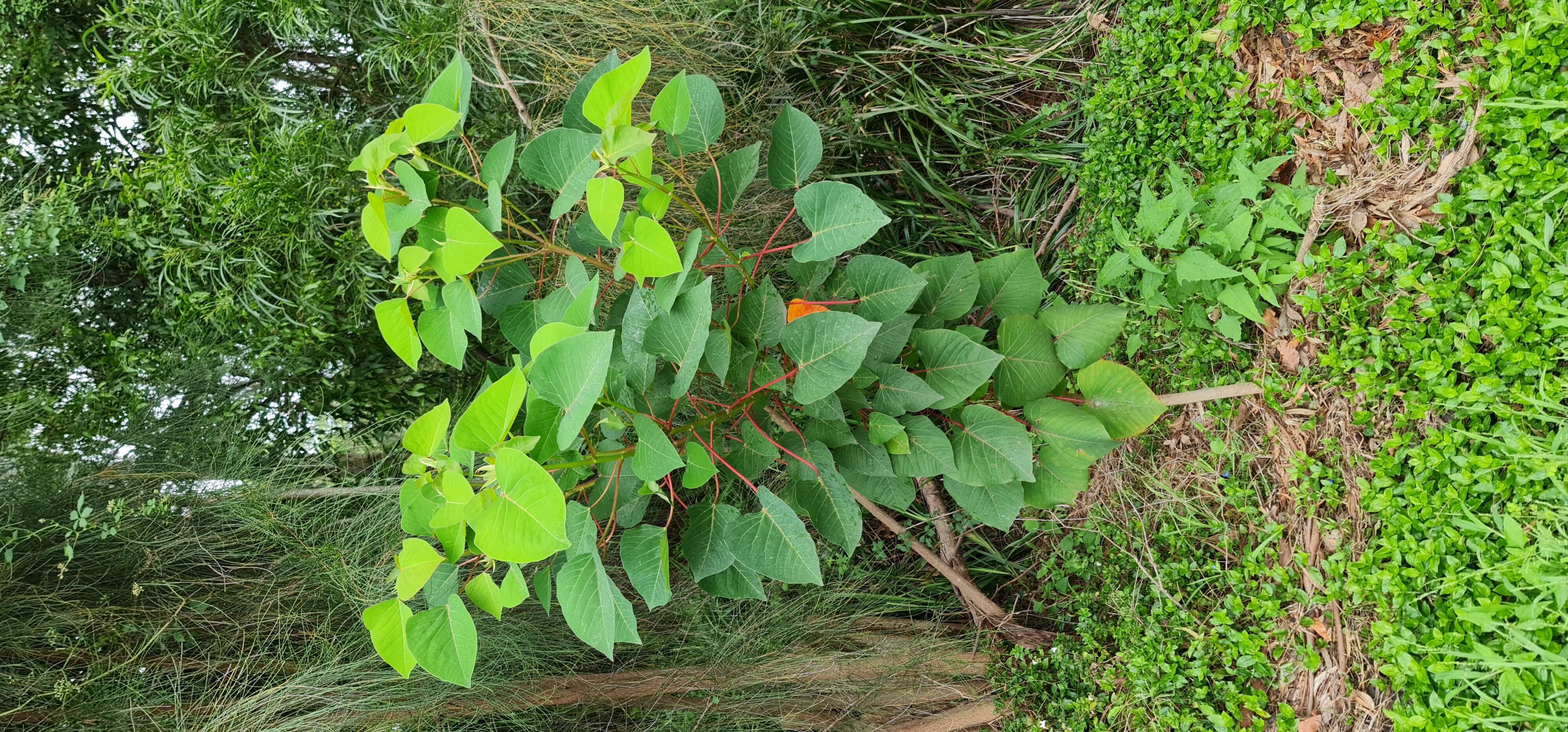 Sivun Homalanthus populifolius Graham kuva