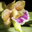 Image of Vanda flabellata (Rolfe ex Downie) Christenson