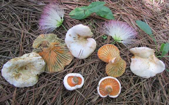 Sivun Lactarius salmoneus Peck 1898 kuva