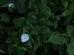 صورة Thunbergia fragrans Roxb.