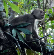 Image of Maranon white fronted capuchin