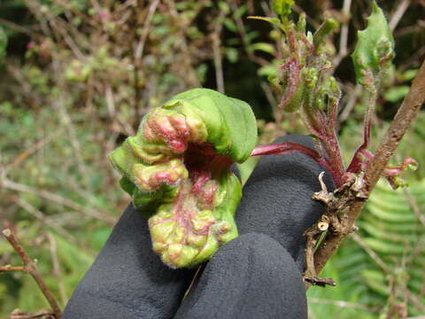 Image of hardy fuchsia