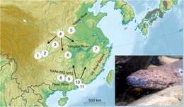 Image of Chinese giant salamander