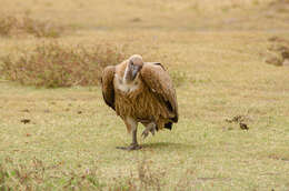 Image of White-backed Vulture