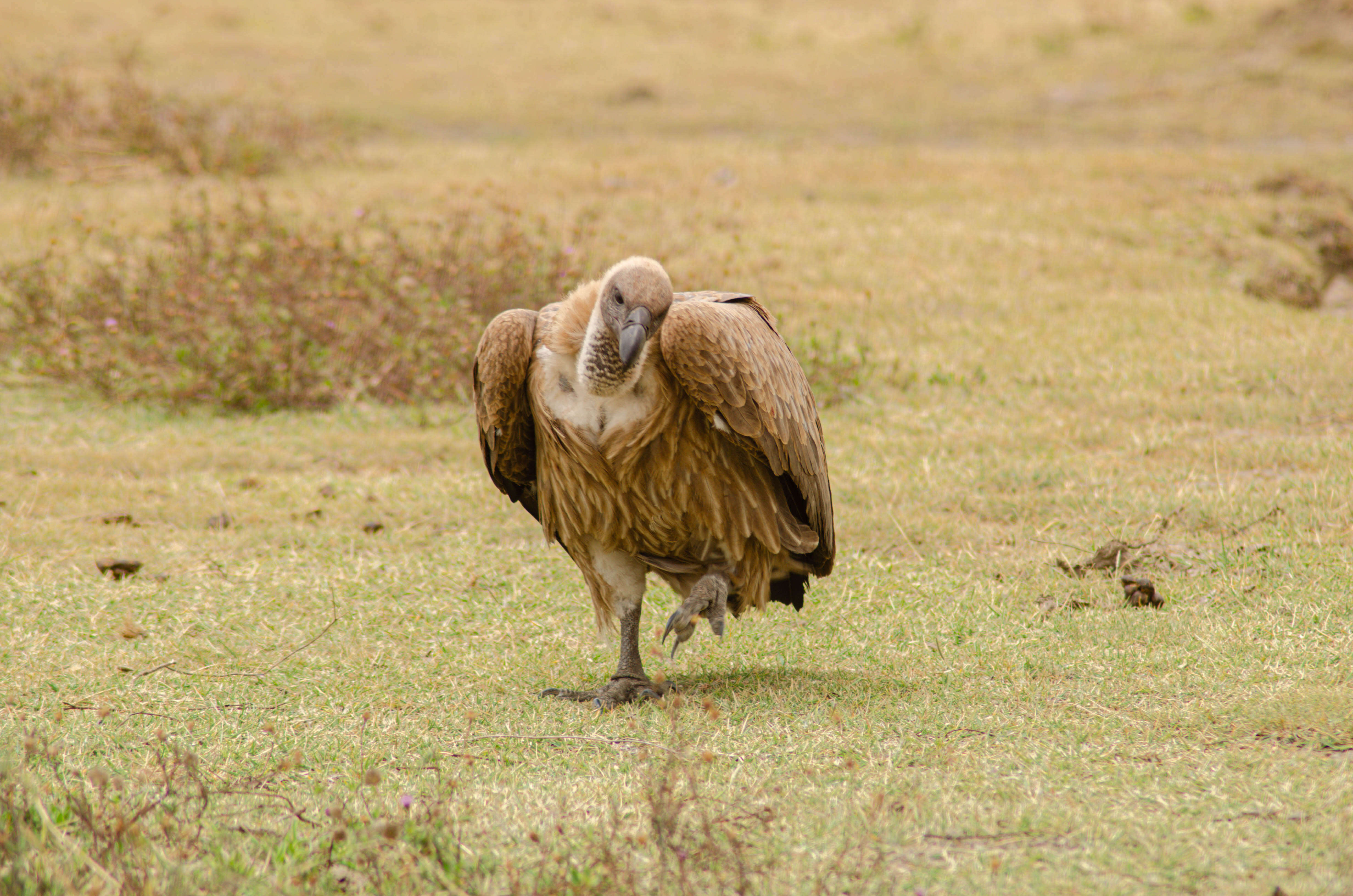 Image of White-backed Vulture