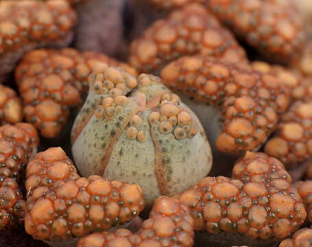 Imagem de Titanopsis hugo-schlechteri (Tisch.) Dinter & Schwant.