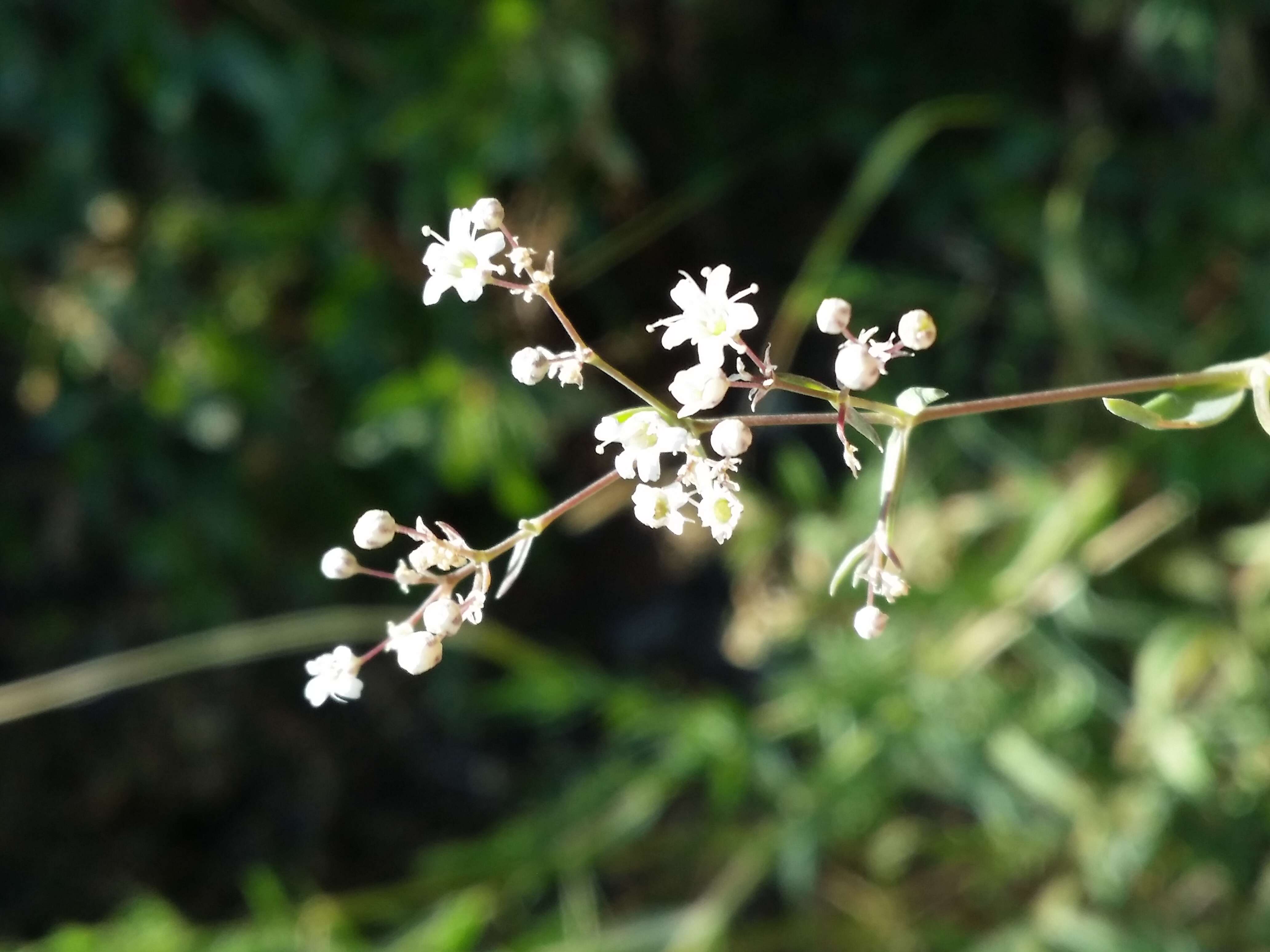 Image de Gypsophila paniculata L.